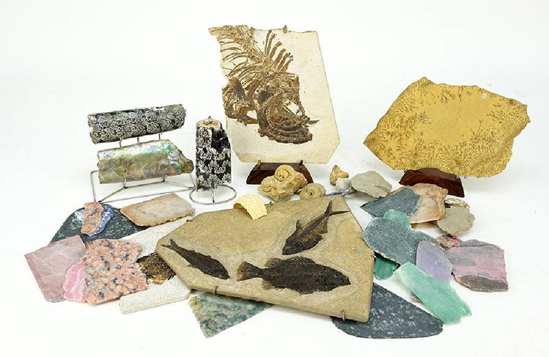A Collection Of Fish Fossils.