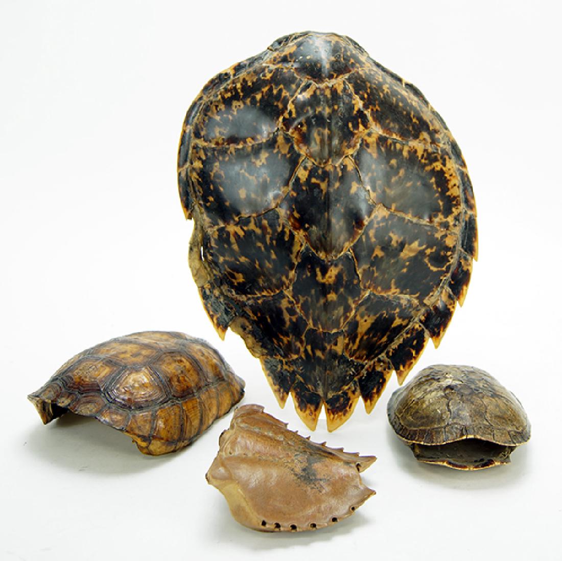 Three Turtle Shells. (1 of 1)