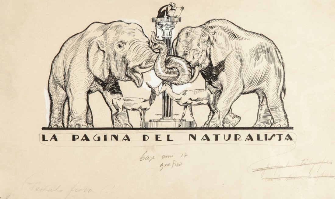 Veneziani Ubaldo Cosimo - "La pagina del naturalista": "La pagina del naturalista", anni '20 ITA matita e china su cartoncino, 30 x 18 cm Illustrazione originale realizzata dall'illustratore bolognese per una pubblicazione didattica. Firmata. ____________