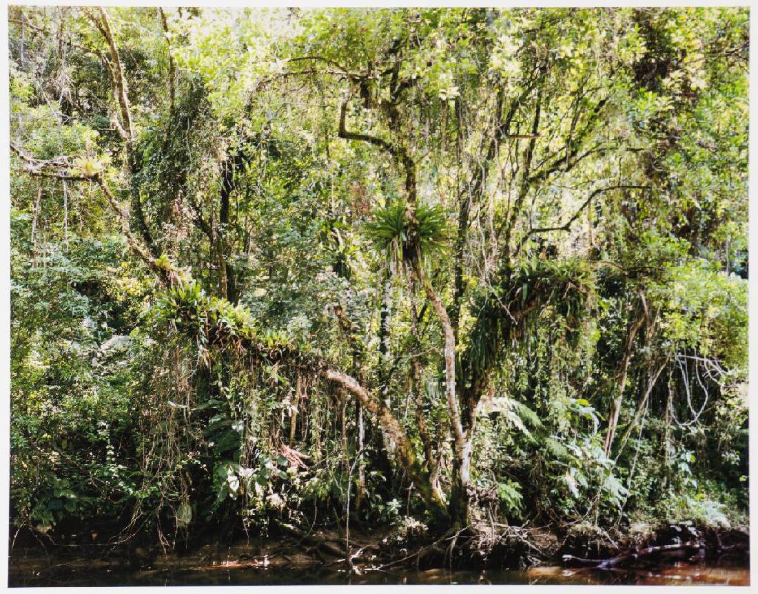 Thomas Struth, born 1954 Geldern, Paradies, wallet with: Thomas Struth, born 1954 Geldern, Paradies, wallet with 6 photographs , edition Griffelkunst 2004, titled, pigmented inkjet print, sheet size 50x33 cm