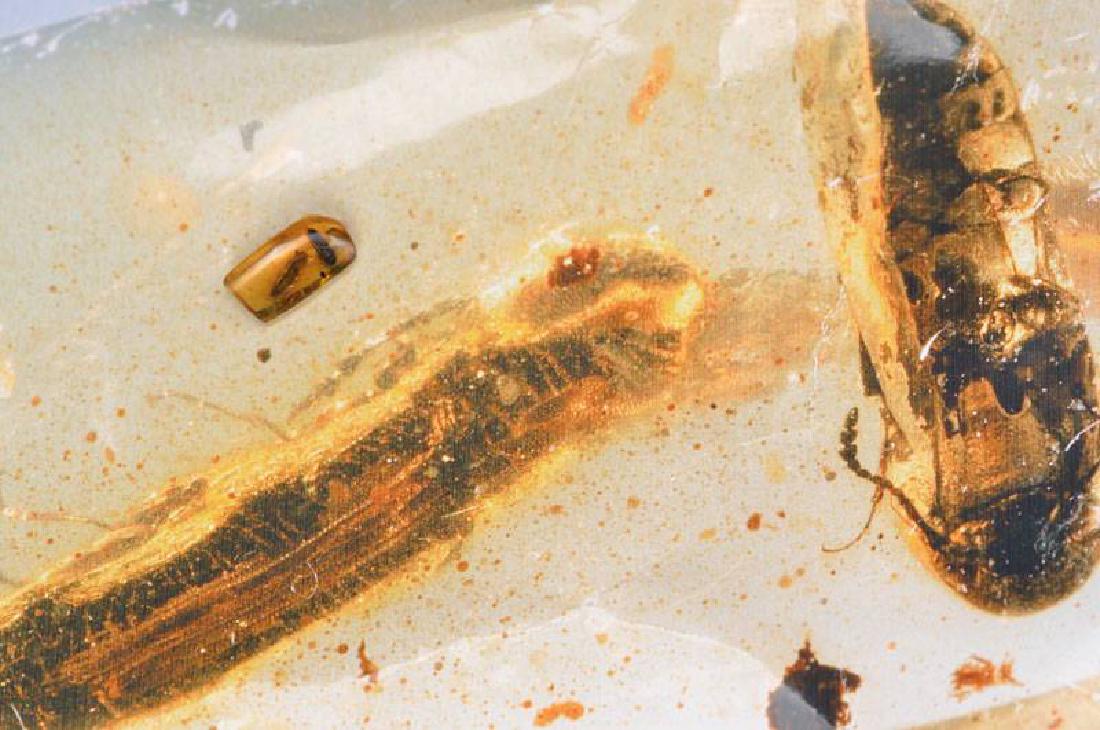 oldest amber: oldest amber of the Cretaceous of Burmese with2 Schnellkäfern (Elateridae), approx. 100 Million Years old, clear honey colored rectangular stone, approx. 1.5x0.8cm, multi layer photo, museum