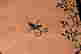 item-61970097=8
