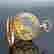 item-131255778=6