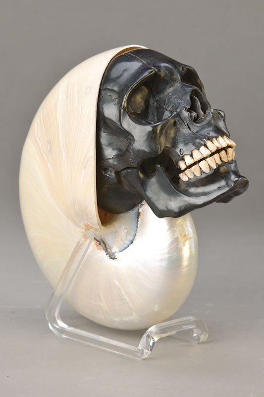 Skull in Nautilus shell, Ebony (1 of 1)