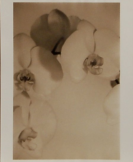 Firooz Zahedi (born 1949) Iranian/American.: Orchid, 1997. Photograph, signed, Titled, dated and dedicated in pencil on the reverse. Image size is 6.5"x9.5".