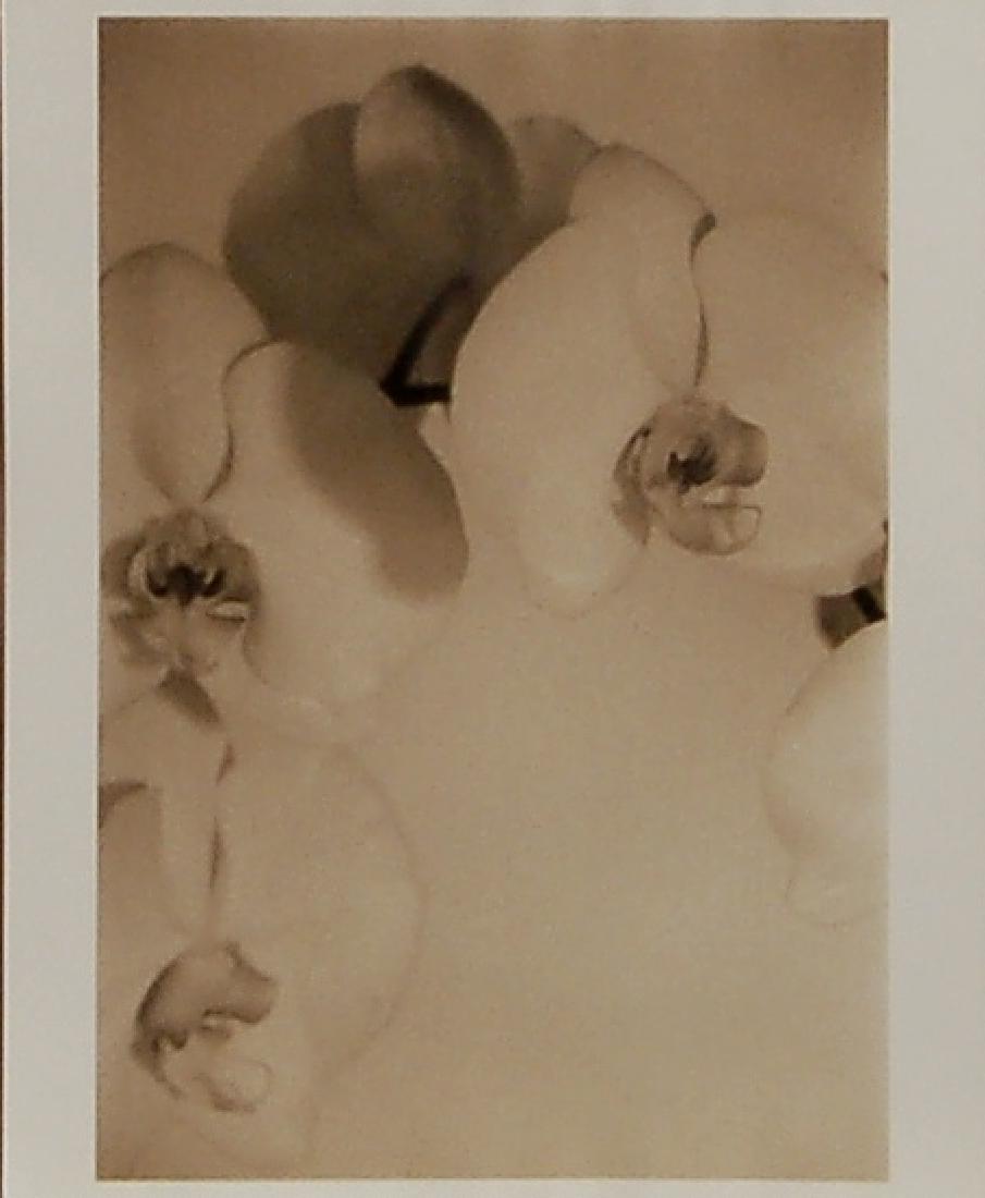 Firooz Zahedi (born 1949) Iranian/American.: Orchid, 1997. Photograph, signed, Titled, dated and dedicated in pencil on the reverse. Image size is 6.5"x9.5".