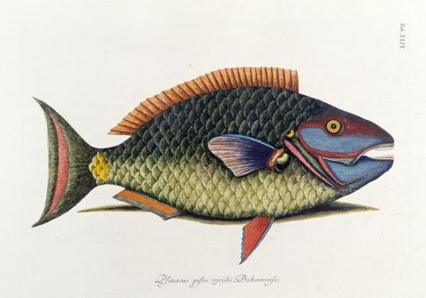 THE PARROT FISH…MARK CATESBY: Mark Catesby - The Parrot Fish - 40 X 28 In. - This Giclée On Canvas Is Gallery Stretched And Ready To Hang