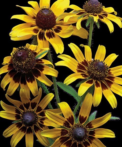 Richard Reynolds - Brown Eyed Daisies (1 of 1)