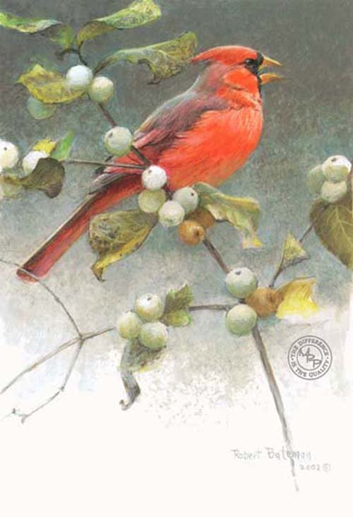 Cardinal And Snowberries (1 of 1)