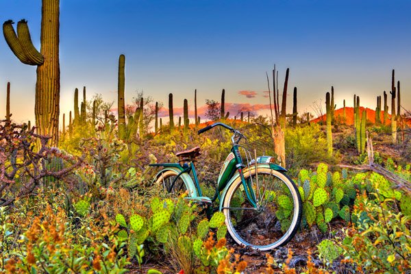 Todd Van Fleet - Saguaro National Park (1 of 1)