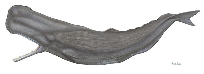 Flick Ford - Sperm Whale: Flick Ford - Sperm Whale