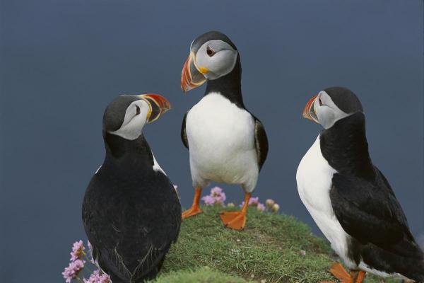 Tui De Roy - Atlantic Puffin Group Courting , Shetland (1 of 1)