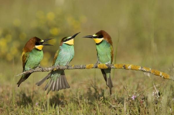 Ramon Navarro - European Bee-eaters Perched On Branch.: Ramon Navarro - European Bee-eaters Perched On Branch. Donana National Park, Seville, Spain Size: 60 X 40 In. - This Is A Gallery Stretched Giclee Print On Canvas. The Piece Was Printed On High Qualit