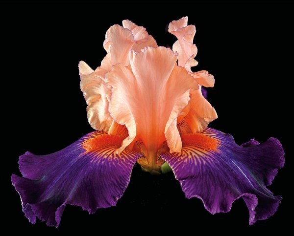Richard Reynolds - Tall Bearded Iris - Zandria (1 of 1)
