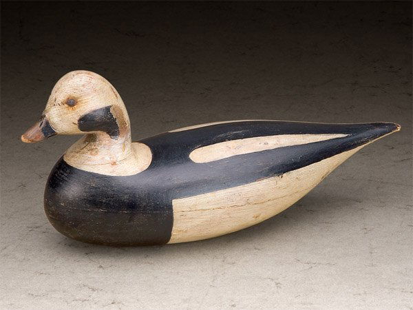 Robert Shaw - Shourds Long-tailed Duck (1 of 1)