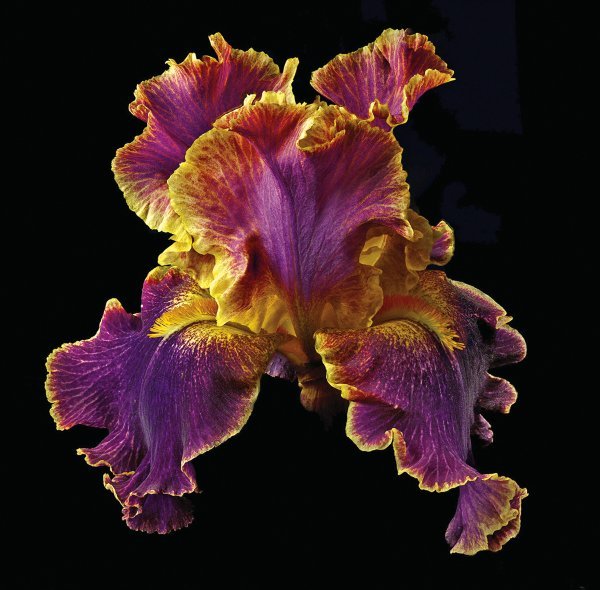 Richard Reynolds - Tall Bearded Iris - Entangled (1 of 1)