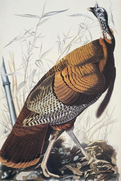 John James Audubon - Wild Turkey (1 of 1)