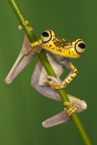 Pete Oxford - Chachi Tree Frog, Northwest Ecuador: Pete Oxford - Chachi Tree Frog, Northwest Ecuador Size: 24 X 36 In. - This Is A Gallery Stretched Giclee Print On Canvas. The Piece Was Printed On High Quality Artist Grade 350 Gsm, Acid-free, Archiva