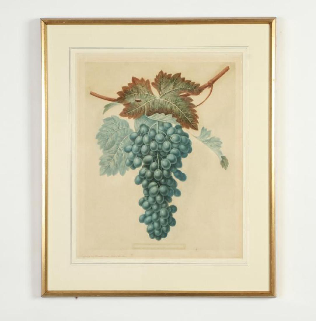 GEORGE BROOKSHAW (1751-1823): "Black Prince Grape" Pomona Britannica. aquatint. Brookshaw. 19 x 15 inches. framed 26 x 22 inches.