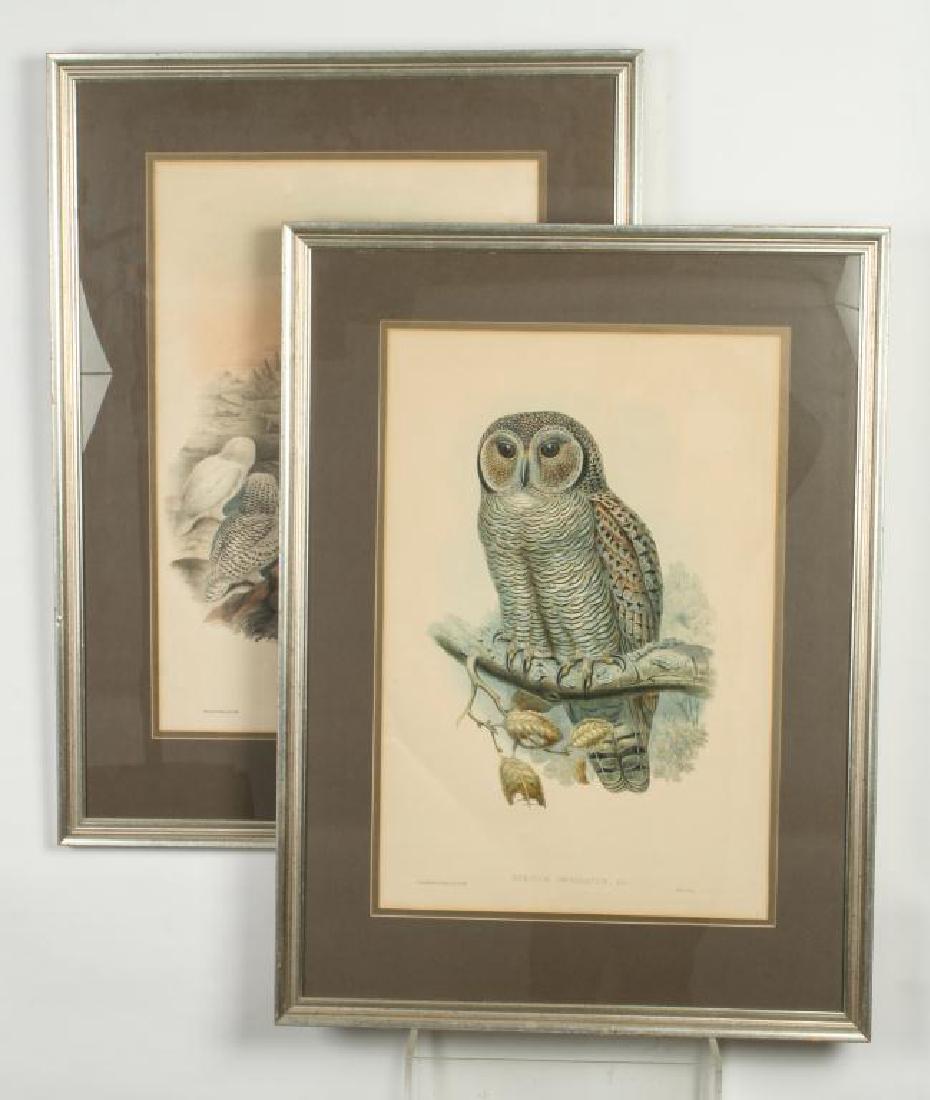 (2) COLOR LITHOGRAPHS OF OWLS J. WOLF & J .GOULD (1 of 10)