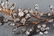 CLOSE SET DIAMOND FLORAL SPRAY BROACH - 8