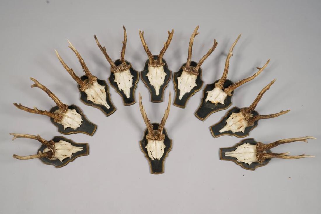 (10) MOUNTED ALPINE ROE DEER ANTLERS (1 of 7)