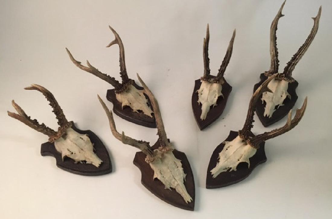 (6) MOUNTED ALPINE ROE DEER ANTLERS: Mounted to molded shields. (6) with jaw bone specimen verso. 12 inches (and under)