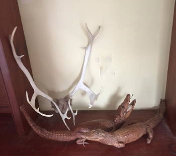 TWO TAXIDERMIED ALLIGATORS AND MOUNTED HORNS: With pelt It is well documented that Andy showered Jon Gould with gifts during their entire relationship. This sale includes a great quantity of these items which Jon had at his homes in NYC and