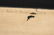 1874 MAP OF EXETER NH by SANFORD & EVERTS - 3