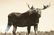 (10) EARLY (20th c) HUNTING / FISHING PHOTOGRAPHS - 5