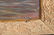 SPORTS FISHERMAN'S PAINTING OF A RAINBOW TROUT - 2