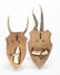 (8) MOUNTED ALPINE ROE DEER ANTLERS - 2