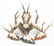 (8) MOUNTED ALPINE ROE DEER ANTLERS - 3