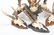 (8) MOUNTED ALPINE ROE DEER ANTLERS - 4