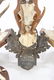 (8) MOUNTED ALPINE ROE DEER ANTLERS - 5