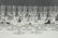 (27) PIECES OF STEUBEN STEMWARE - 5