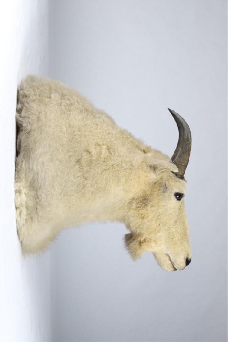 MOUNTAIN GOAT TROPHY MOUNT: 25 inches height