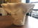 CHINESE PORCELAIN 'BLANC DE CHINE" LIBATION CUP