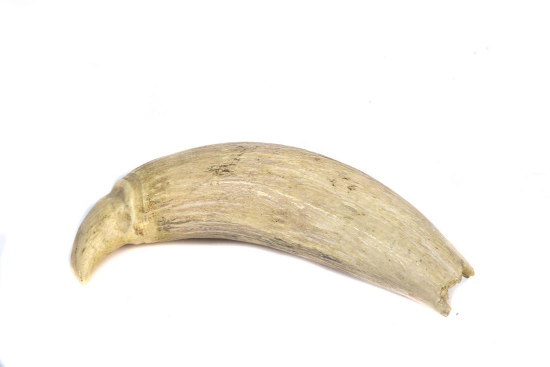 NATURAL STATE SCRIMSHAW: 6" long with a natural curve. Very good condition.