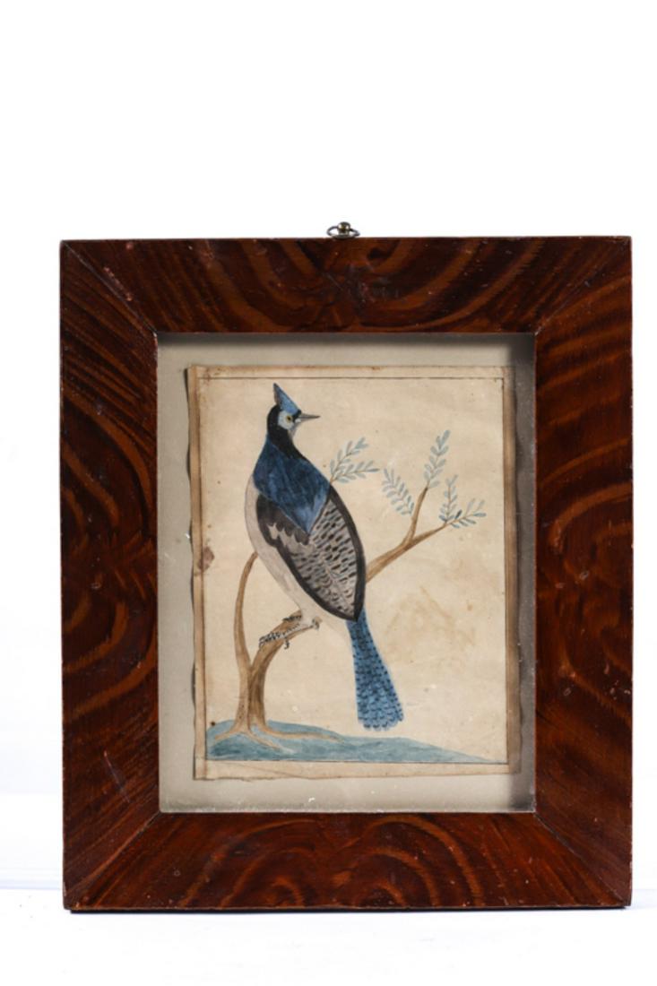 (19th c) AMERICAN FOLK ART PAINTING of a BLUE JAY: Watercolor on paper. Presented in a paint grained frame. 13 x 11 inches (overall)