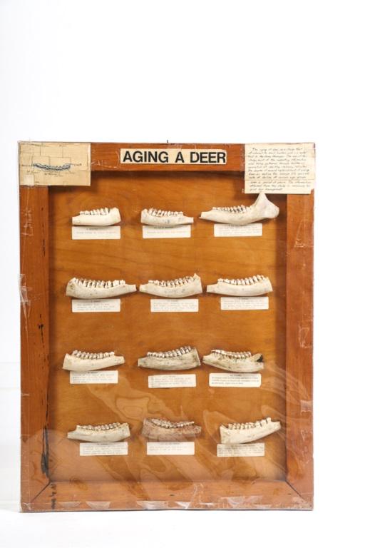 VINTAGE DISPLAY FOR SHOWING how to AGE a DEER: Four H Club 1965 State Day Prize. (12) Deer jawbones demonstrating how to age a deer by their teeth. Annotated and mounted to panel. Awarded to Lauren Cummings, Vermont. 1965. 26 x 21 inches. Conditio
