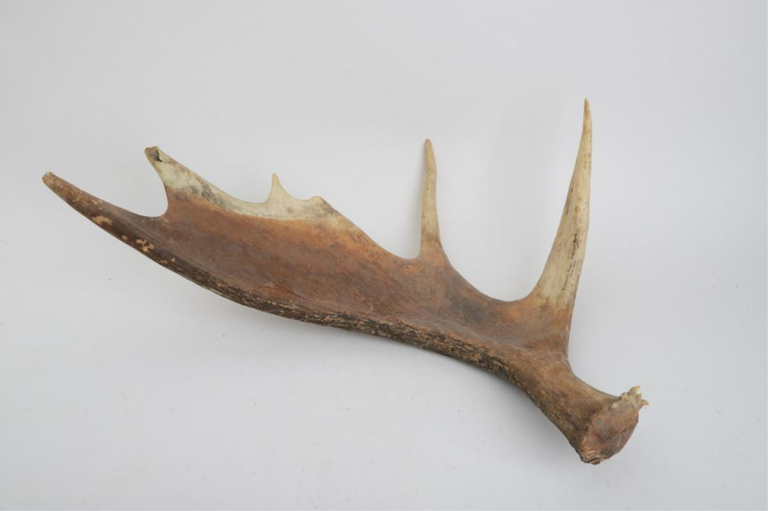 MOOSE ANTLER found at ALGONQUIN PARK 1985: Canada. 22 inches