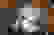 item-103635358=6