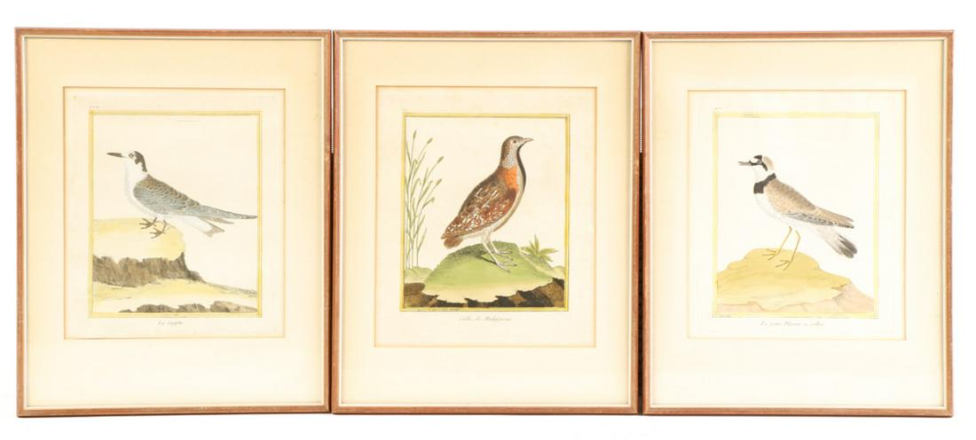 (18th c) ORNICOLOGICAL PRINTS BY FRANCOIS MARTINET: Caille, de Madagascar, La Guifette and Le petit Pluvier a collier. 16 x 12 1/2 inches