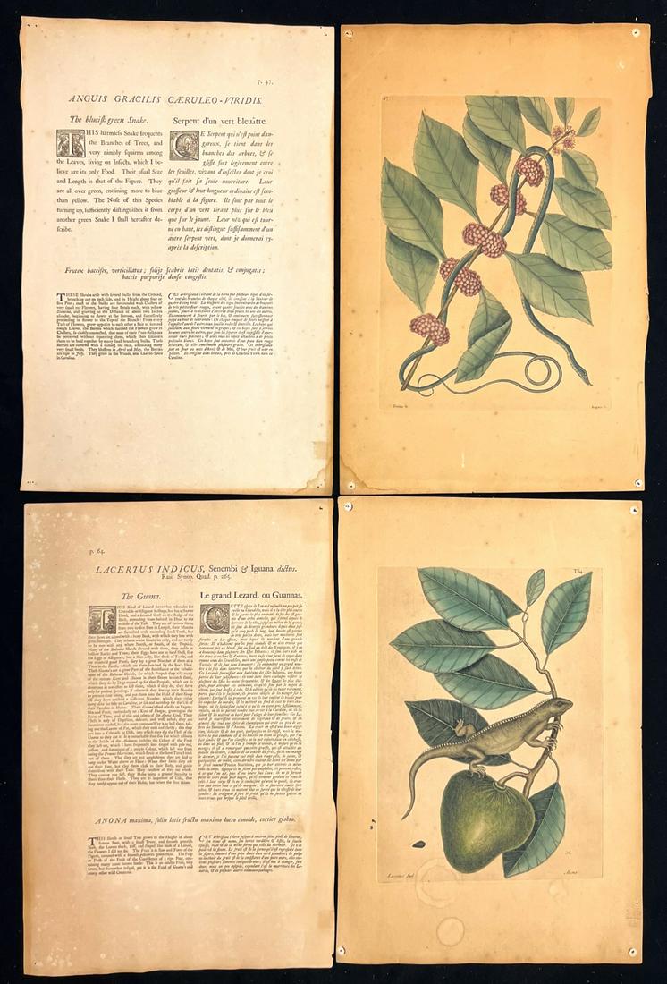 MARK CATESBY HAND COLORED ENGRAVINGS (1 of 18)