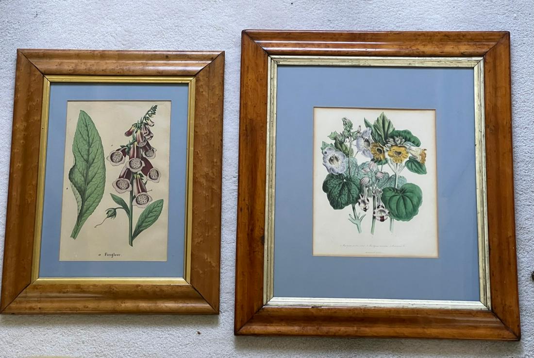 (2) BOTANICAL PRINTS IN BIRDSEYE MAPLE FRAMES (1 of 8)