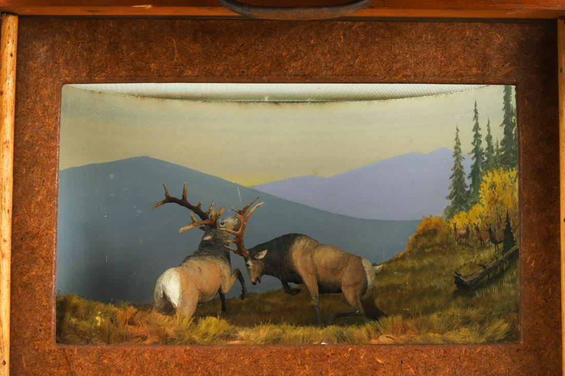 WAPITI (AMERICAN ELK) DIORAMA (1 of 7)