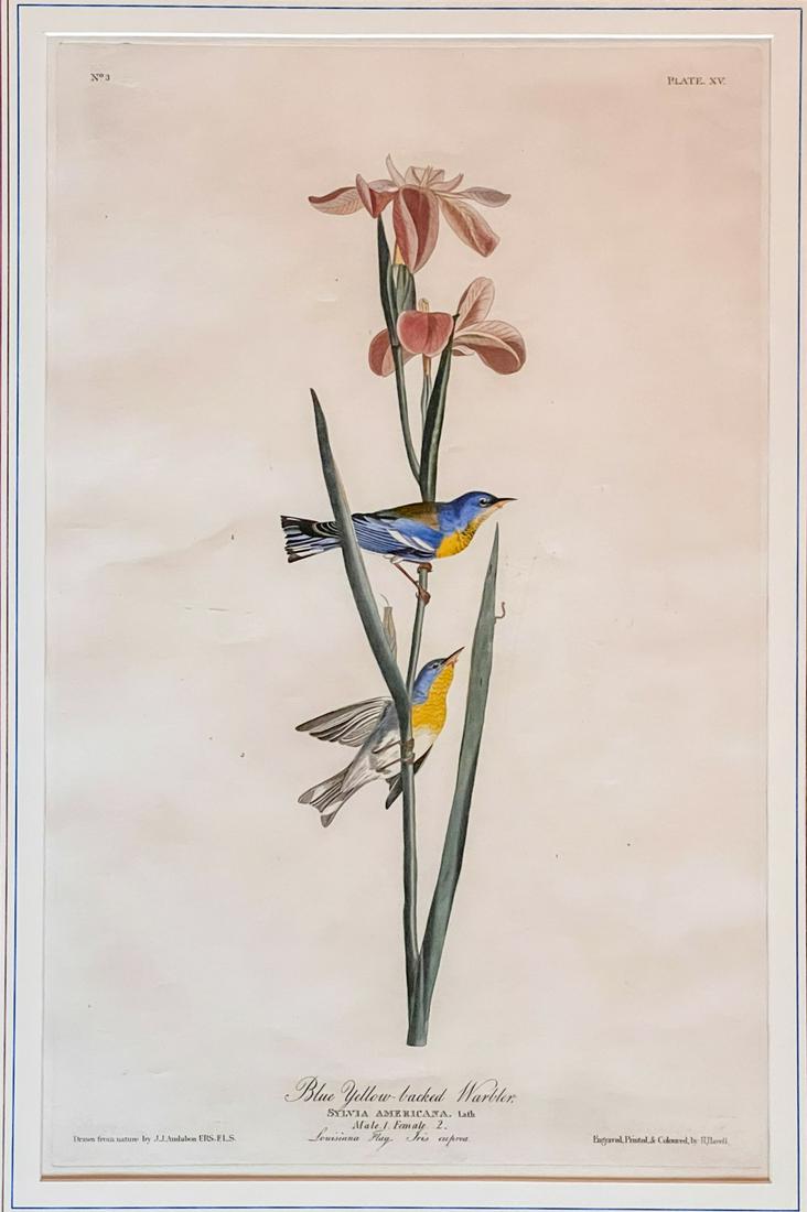JOHN JAMES AUDUBON (1785-1851): "Blue Yellow-Backed Warbler" 19 3/8 x 12 1/4 inches. framed 41 1/2 x 31 1/2 inches (overall) Provenance: Vose Galleries, Boston
