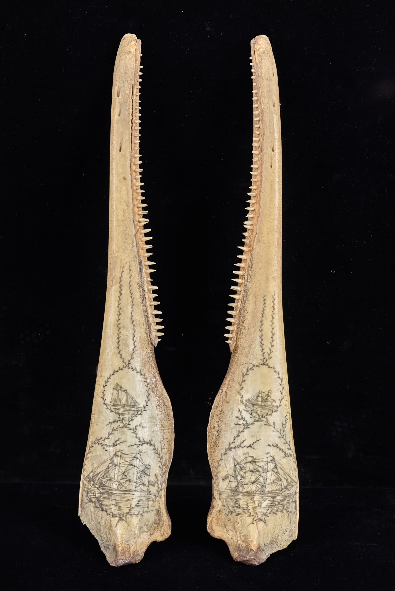 PAIR of (19th c) SCRIMSHAW PORPOISE JAWS: Combined they depict a variety of (4) different American sailing vessels framed with intertwining flora. 14 inches. Provenance: by direct descent of the family of George M. Dallas, Vice President unde