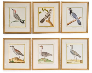 6) FRENCH COLORED COPPER PLATE ENGRAVINGS of BIRDS